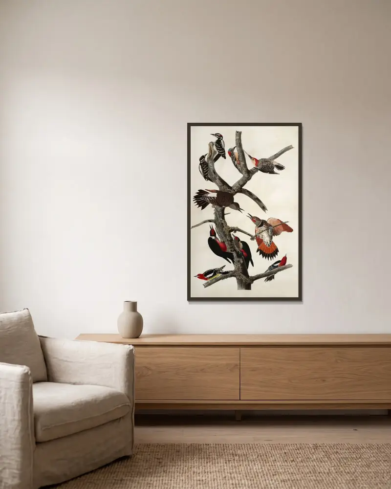 Woodpeckers av John James Audubon inramad på en vägg