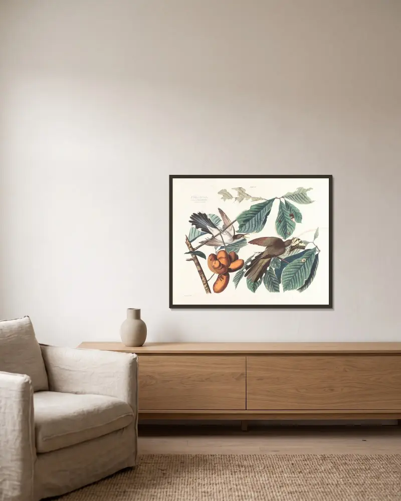 Gelbschnabelkuckuck von John James Audubon gerahmt an einer Wand