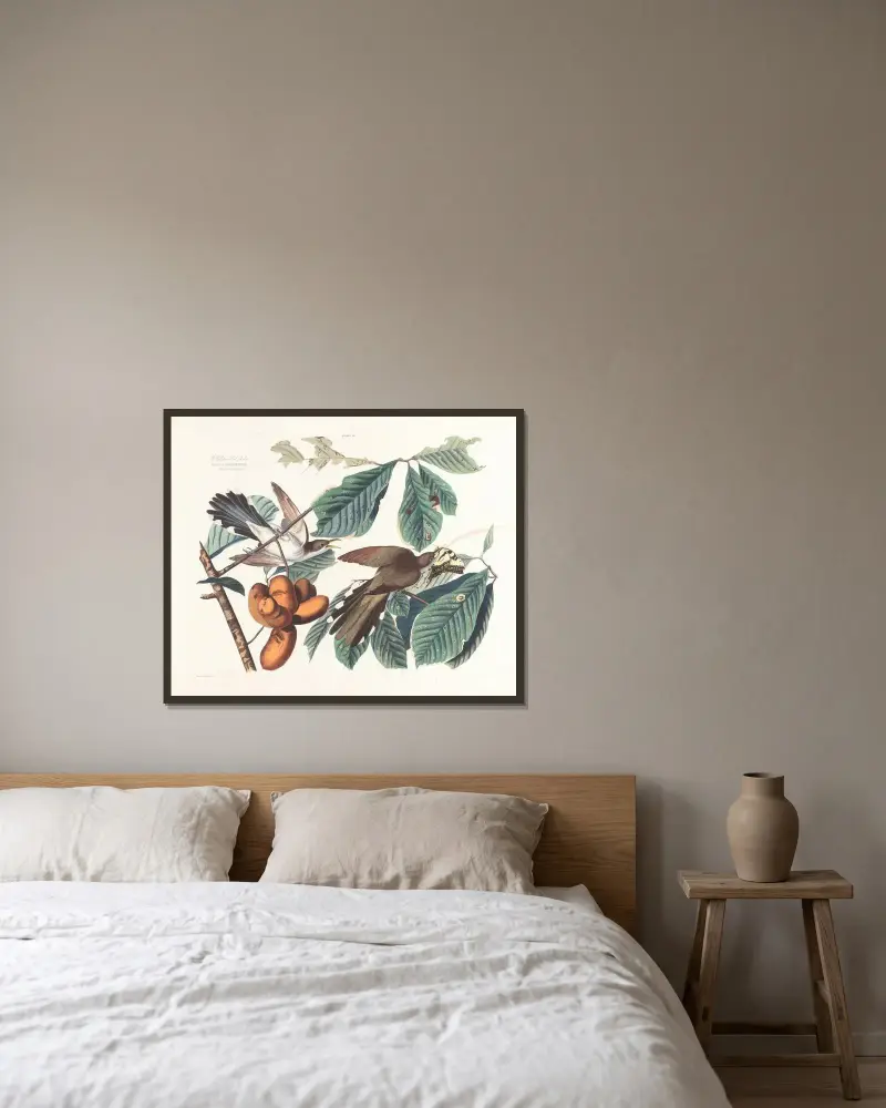 Gelbschnabelkuckuck von John James Audubon gerahmt an einer Wand