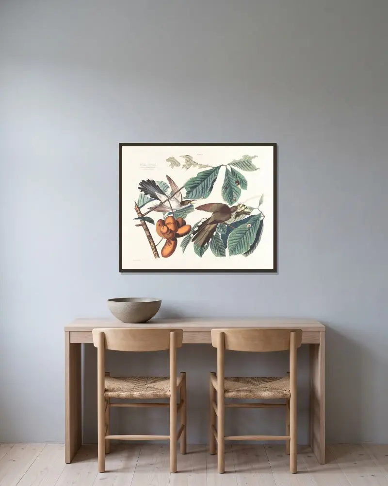Gelbschnabelkuckuck von John James Audubon gerahmt an einer Wand