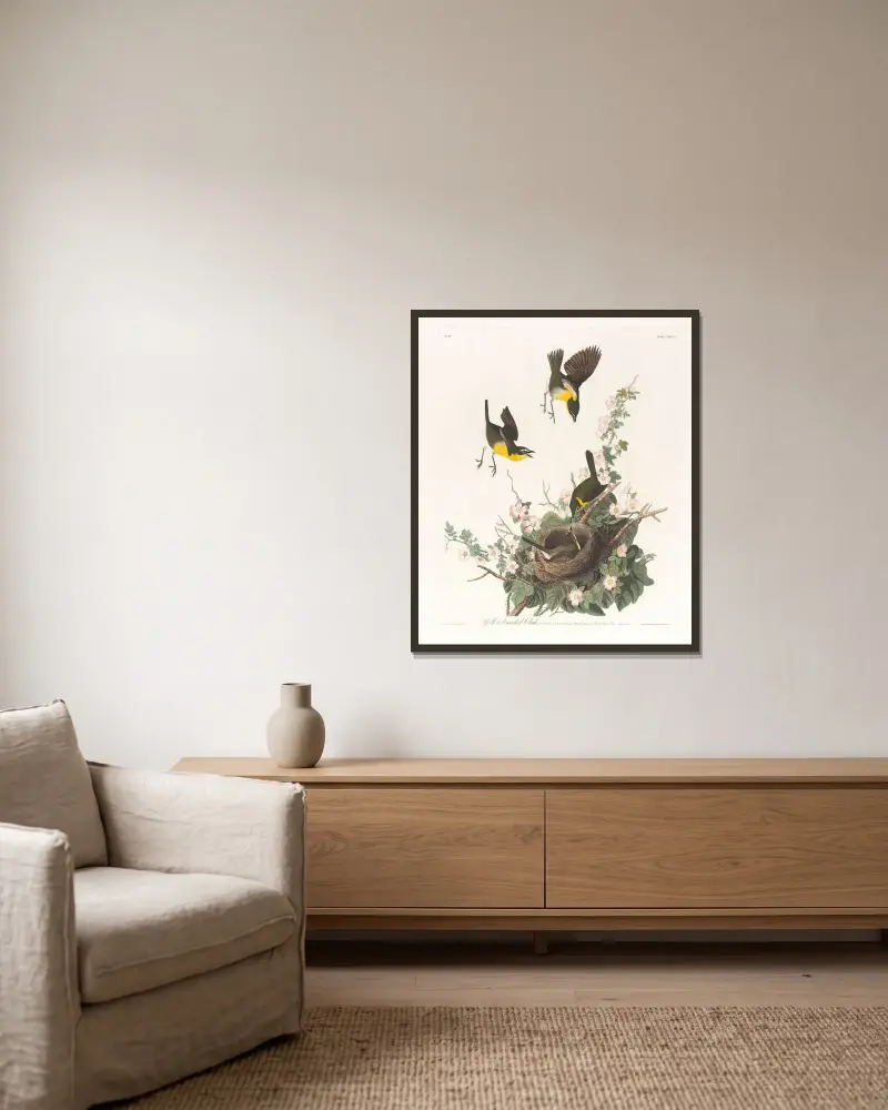 Gulbröstad sångfågel av John James Audubon inramad på en vägg