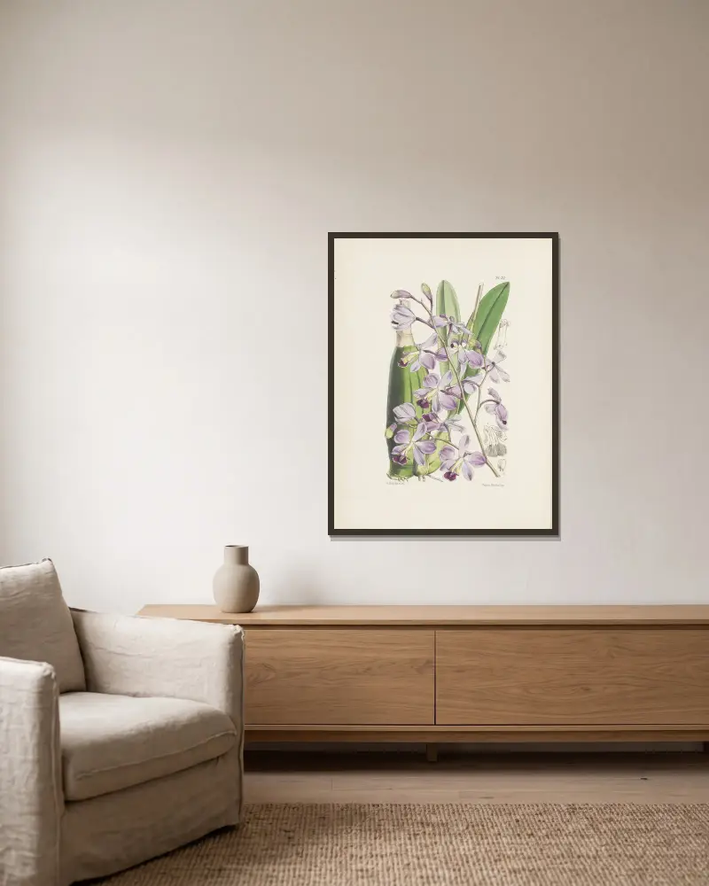 Vacker variation av den tvåfärgade Epidendrum (Epidendrum dichromum) av James Bateman inramad på en vägg