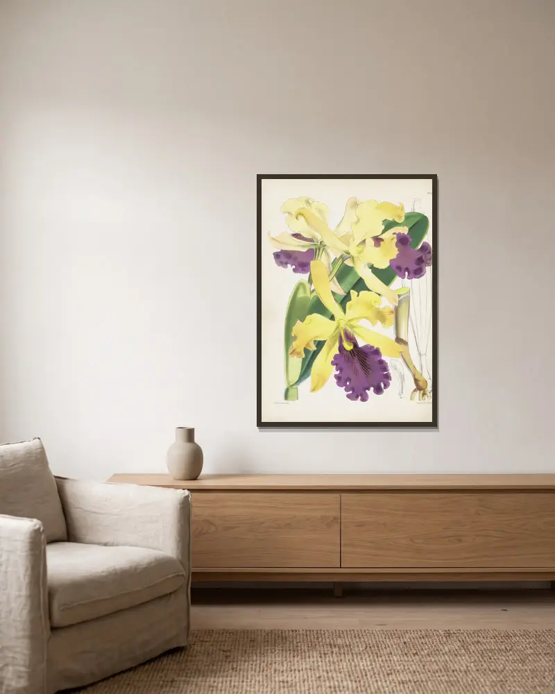 Cattleya dowiana, James Bateman w ramie na ścianie