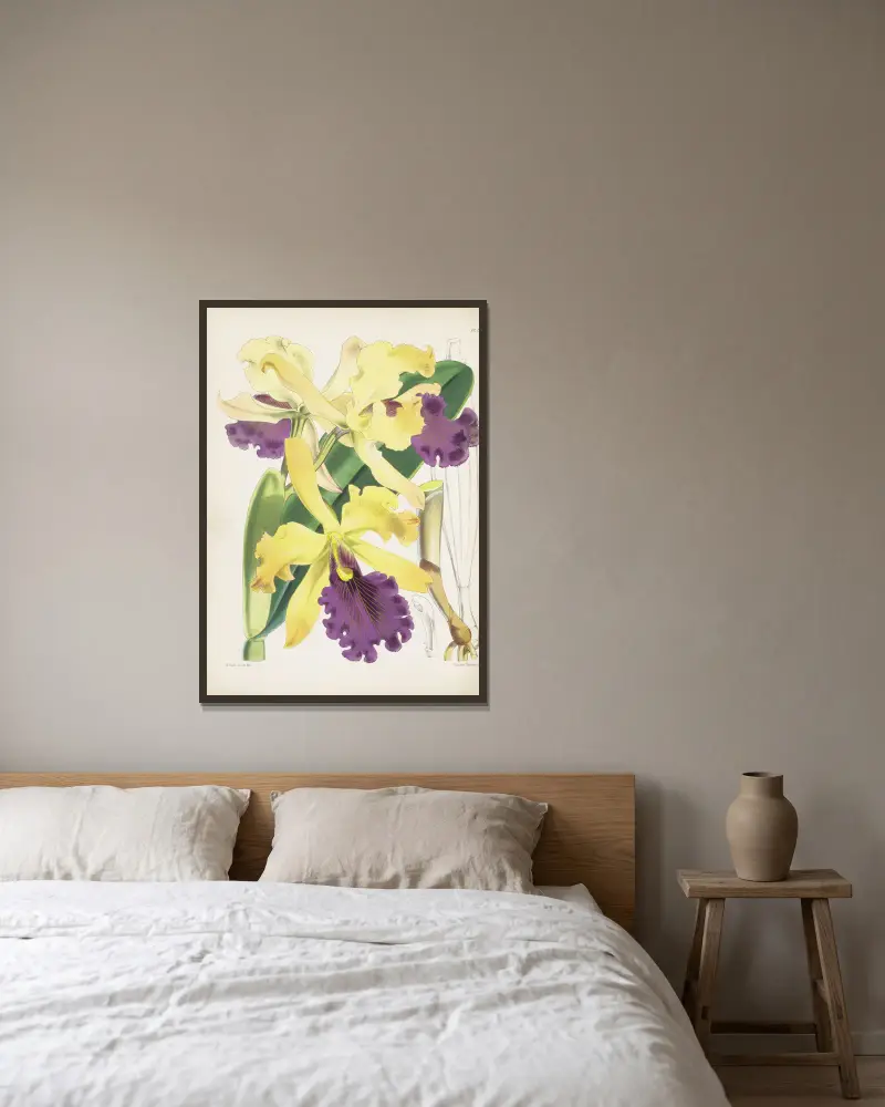 Cattleya dowiana, James Bateman w ramie na ścianie