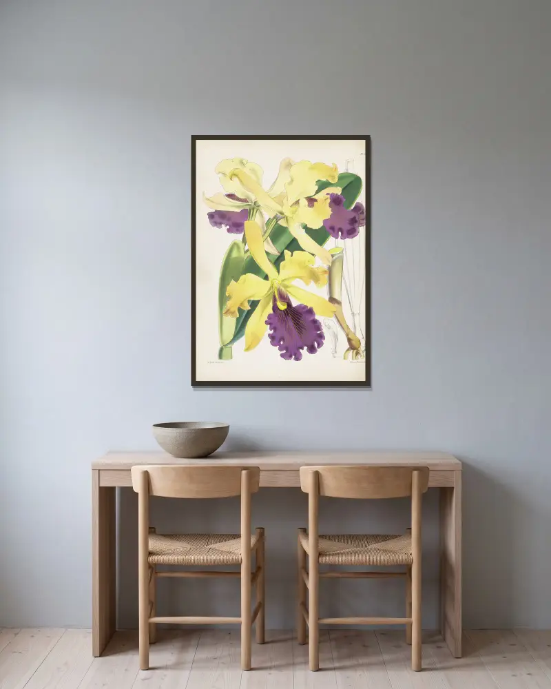 Cattleya dowiana, James Bateman w ramie na ścianie
