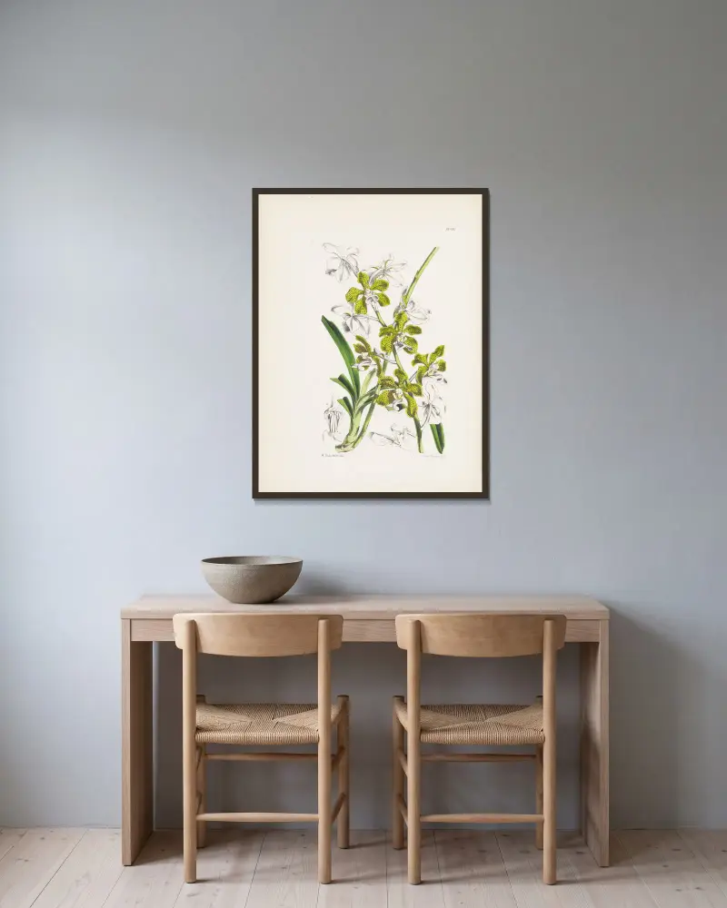 Colonel Benson’s Vanda (Vanda bensoni) av James Bateman inramad på en vägg
