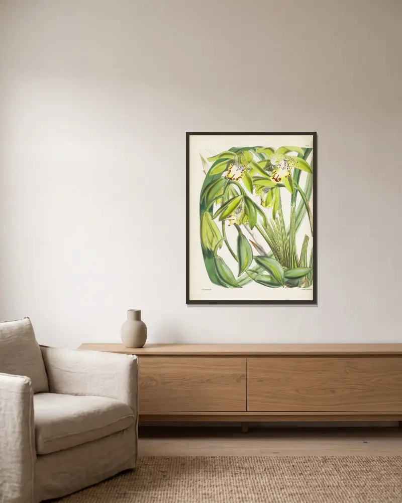 Dr. Hookers Cymbidium (Cymbidium hookerianum) von James Bateman gerahmt an einer Wand