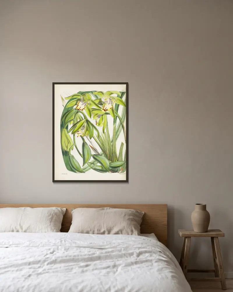 Dr. Hookers Cymbidium (Cymbidium hookerianum) von James Bateman gerahmt an einer Wand