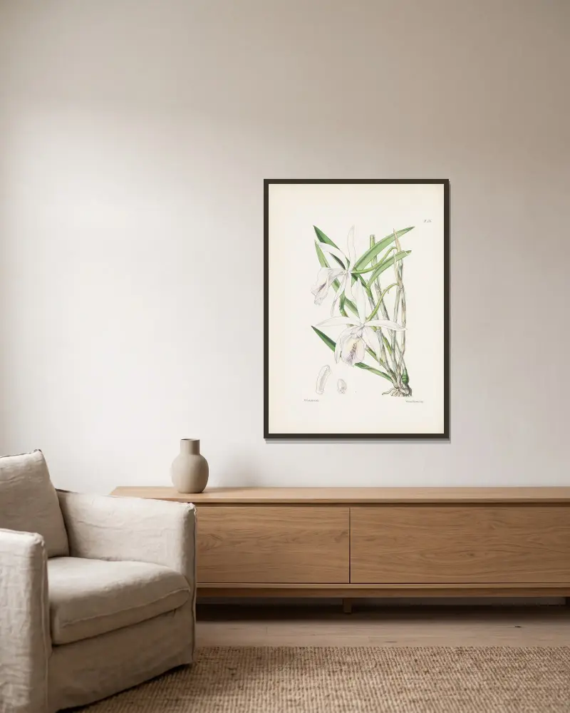 Dr. Lindleys Cattleya (Cattleya lindleyana) von James Bateman gerahmt an einer Wand
