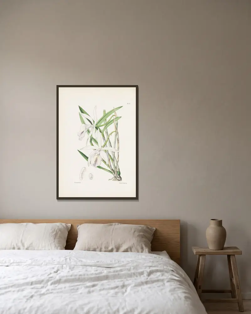 Dr. Lindleys Cattleya (Cattleya lindleyana) von James Bateman gerahmt an einer Wand