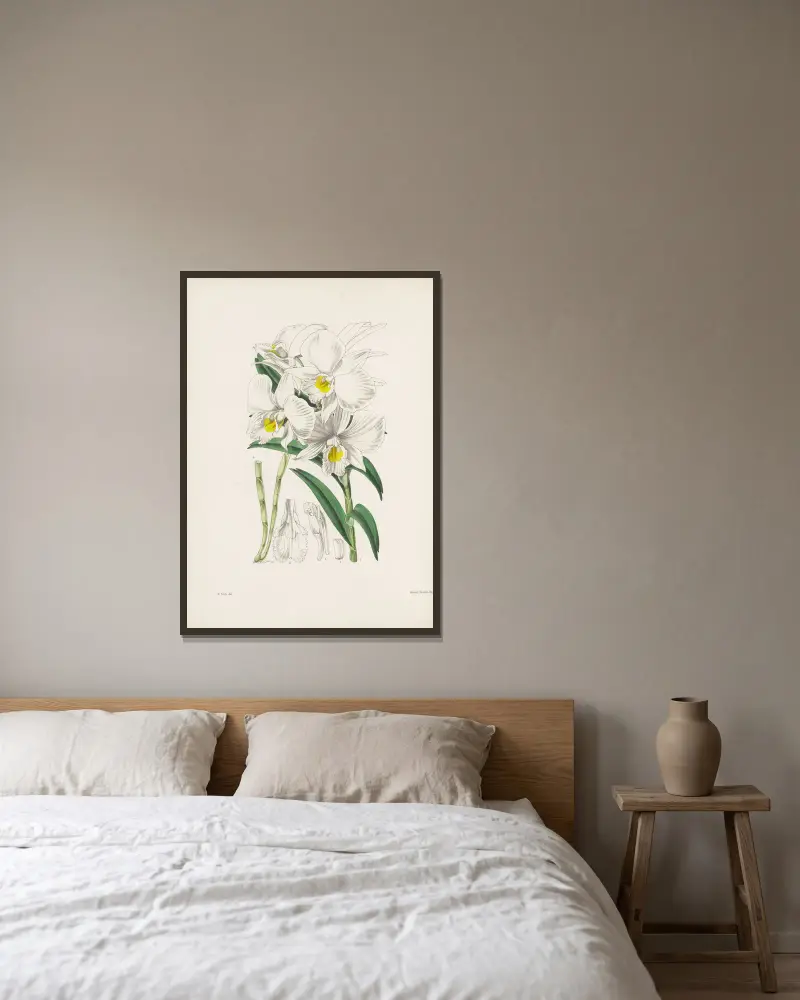 Trichterlippiges Dendrobium (Dendrobium infundibulum) von James Bateman gerahmt an einer Wand
