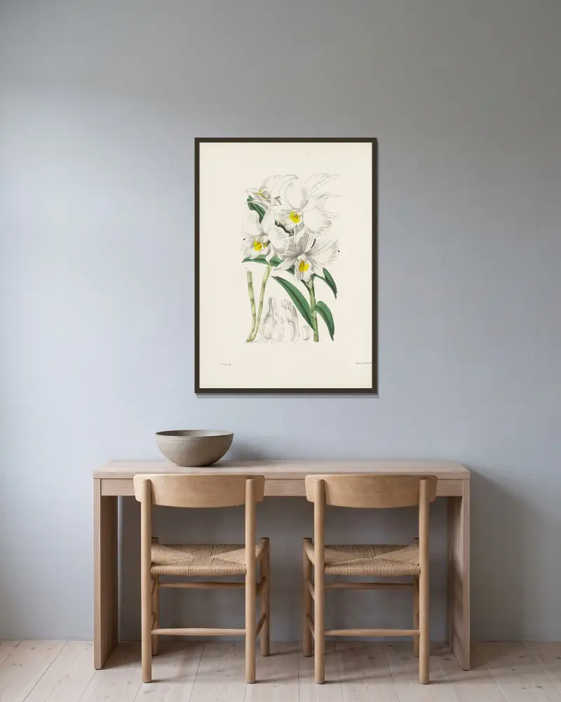 Trichterlippiges Dendrobium (Dendrobium infundibulum) von James Bateman gerahmt an einer Wand