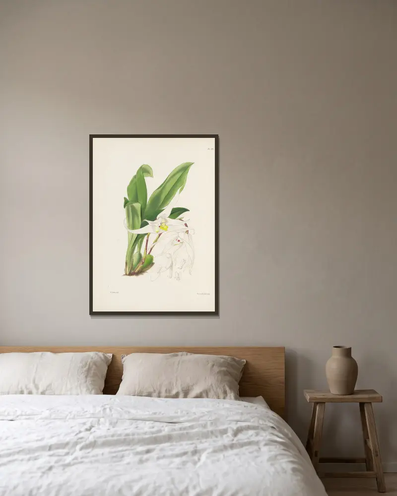 Graceful Maxillaria (Maxillaria venusta) von James Bateman gerahmt an einer Wand