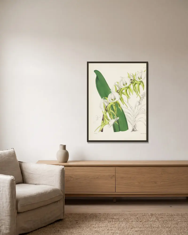 Elfenbensorkidej (Angraecum eburneum), James Bateman v rámu na stěně