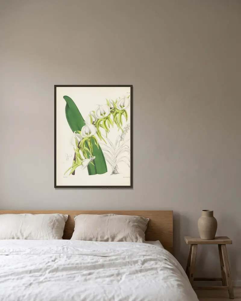 Elfenbensorkidej (Angraecum eburneum), James Bateman v rámu na stěně