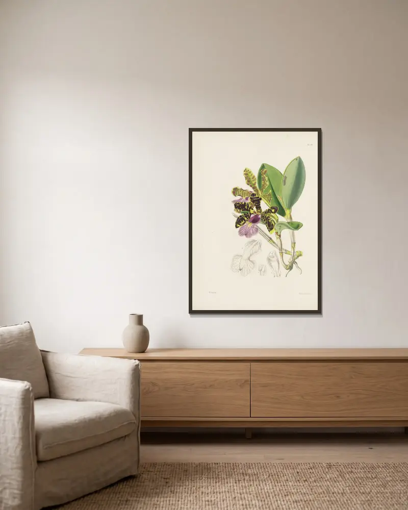 Lady Aclands Cattleya (Cattleya aclandiae) von James Bateman gerahmt an einer Wand