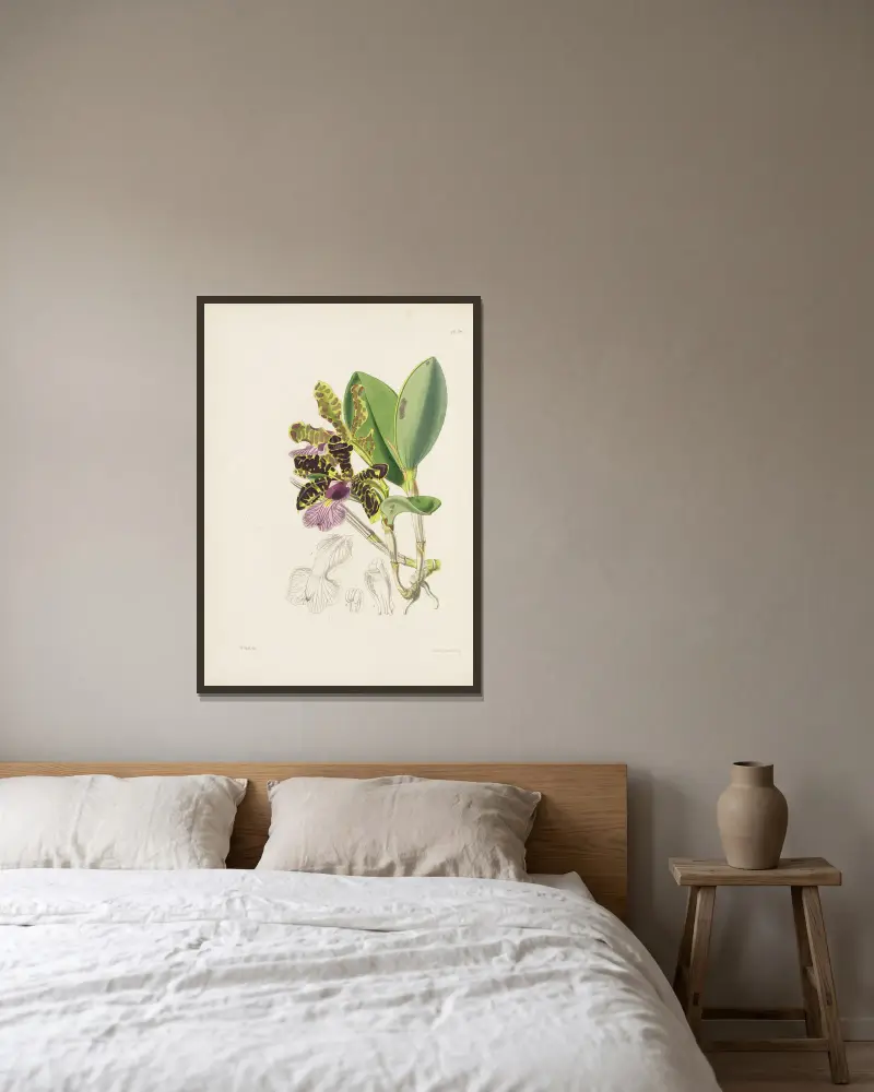 Lady Aclands Cattleya (Cattleya aclandiae) von James Bateman gerahmt an einer Wand