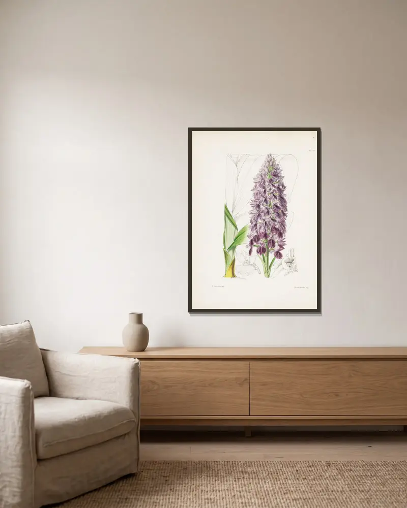 Blattreiche Orchis (Orchis foliosa) von James Bateman gerahmt an einer Wand