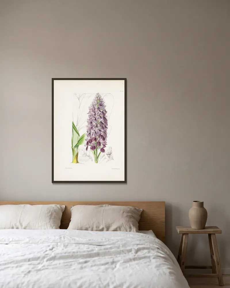 Blattreiche Orchis (Orchis foliosa) von James Bateman gerahmt an einer Wand
