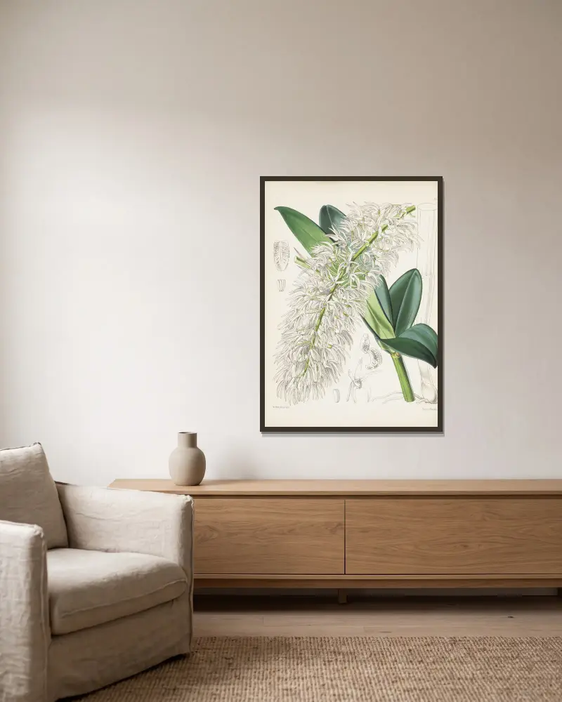 Mr. Hills Dendrobium (Dendrobium hillii) von James Bateman gerahmt an einer Wand