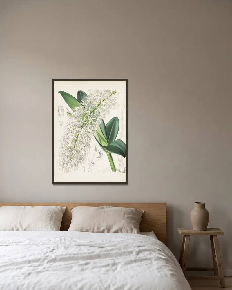 Mr. Hills Dendrobium (Dendrobium hillii) von James Bateman gerahmt an einer Wand