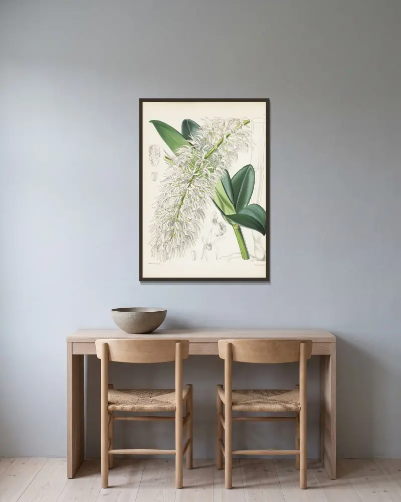 Mr. Hills Dendrobium (Dendrobium hillii) von James Bateman gerahmt an einer Wand