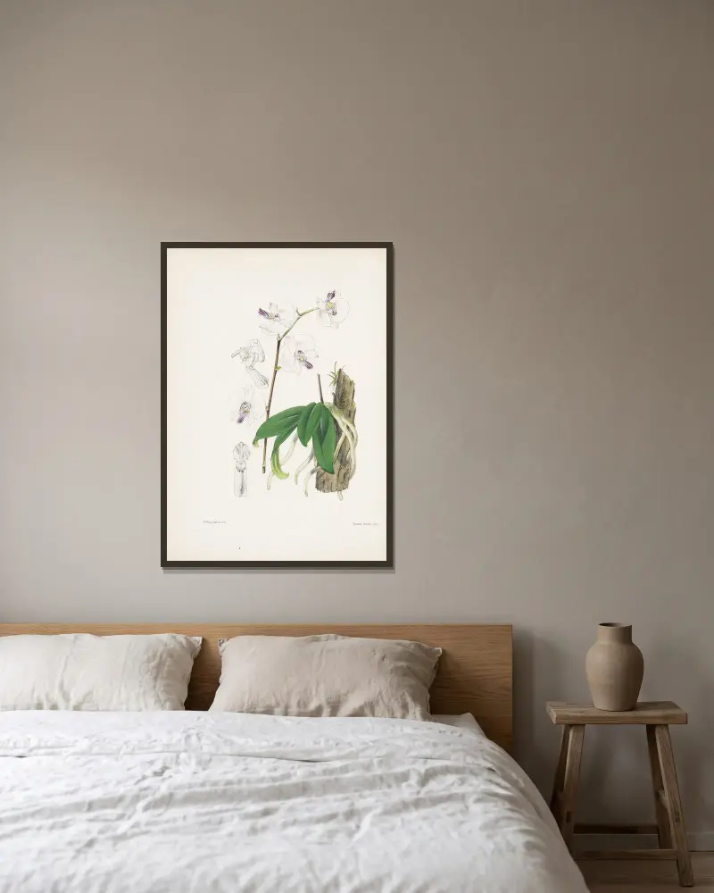 Mr. Lowova Phalaenopsis (Phalaenopsis lowii), James Bateman v rámu na stěně