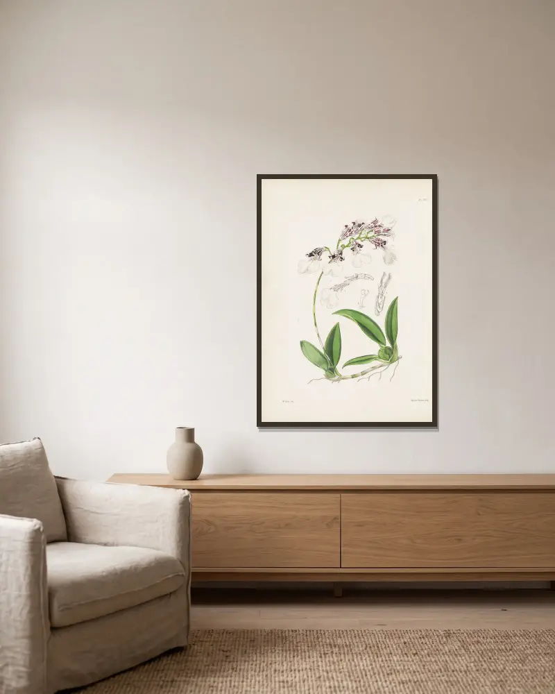 Neat Burlingtonia (Burlingtonia decora) av James Bateman inramad på en vägg