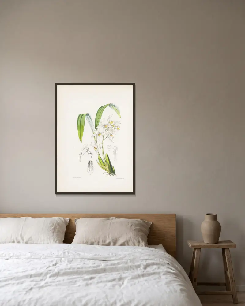 Ockergelb gefleckte Coelogyne (Coelogyne ochracea) von James Bateman gerahmt an einer Wand