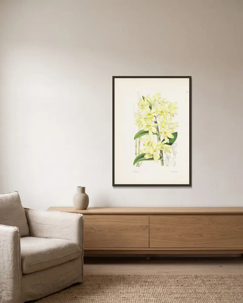 Dendrobium s bledě žlutými květy (Dendrobium luteolum), James Bateman v rámu na stěně