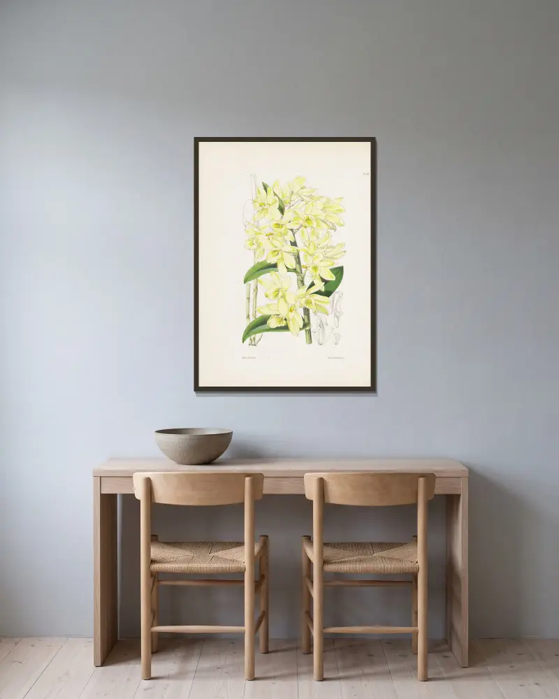 Dendrobium s bledě žlutými květy (Dendrobium luteolum), James Bateman v rámu na stěně