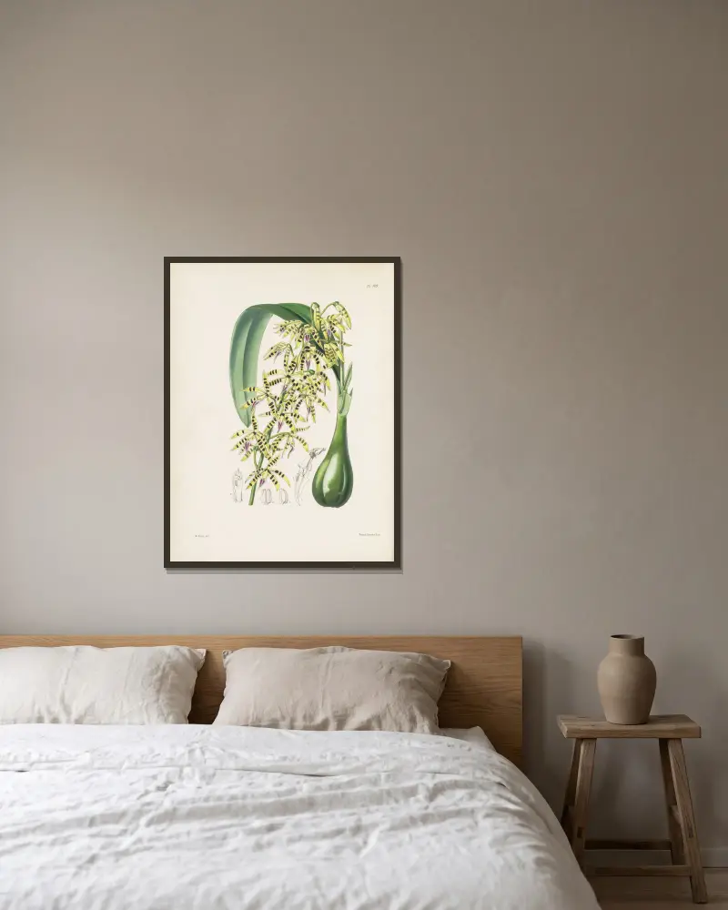 Epidendrum prismatocarpum, James Bateman v rámu na stěně