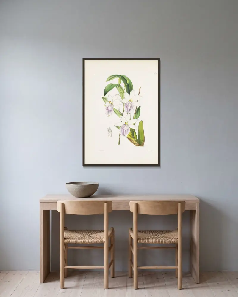 Regnell’s Miltonia (Miltonia regnelli) av James Bateman inramad på en vägg