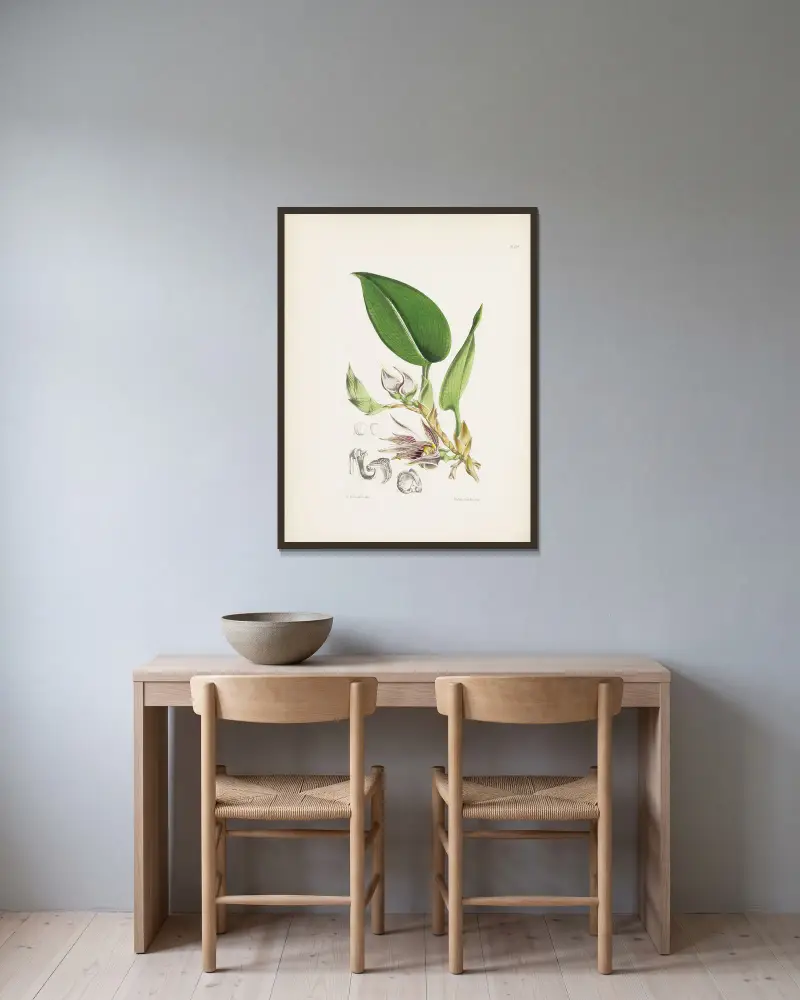 Netzblättriges Bolbophyllum (Bolbophyllum reticulatum) von James Bateman gerahmt an einer Wand
