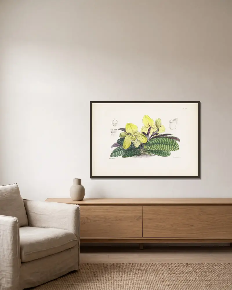 Jednobarwny obuwik (Cypripedium concolor), James Bateman w ramie na ścianie