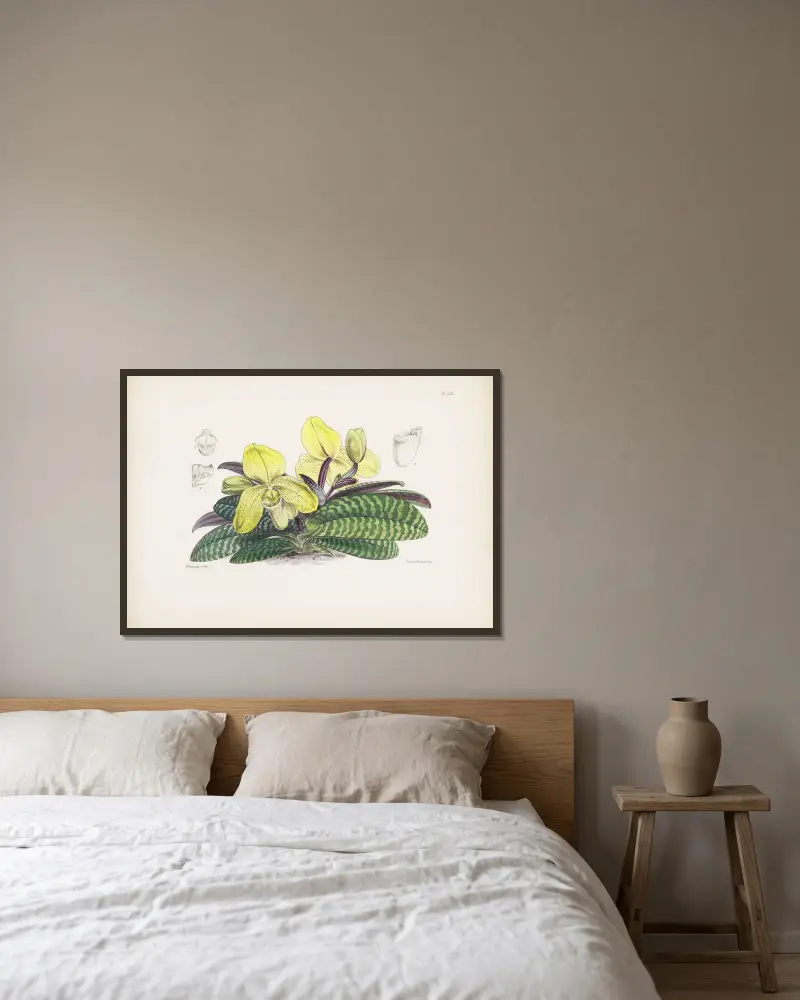Jednobarwny obuwik (Cypripedium concolor), James Bateman w ramie na ścianie