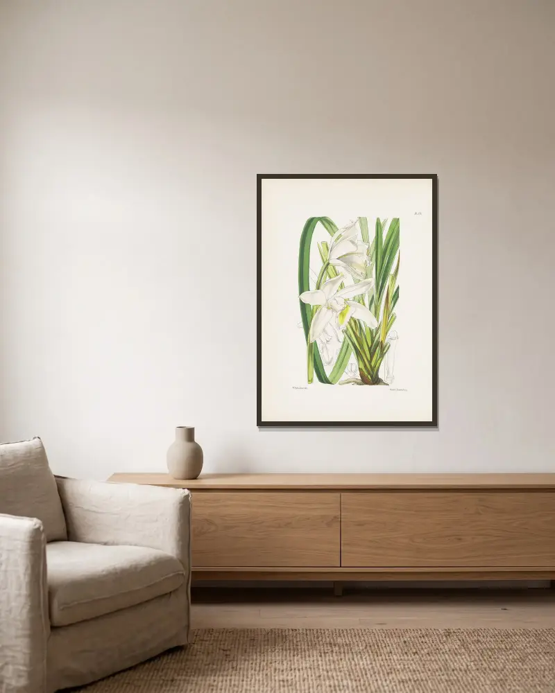 Běloskvoucí cymbidium (Cymbidium eburneum), James Bateman v rámu na stěně