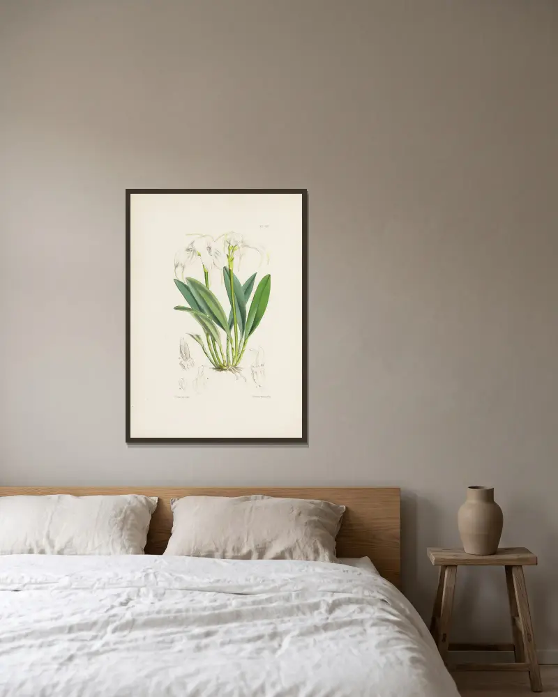 Die Tovar-Masdevallia (Masdevallia tovarensis) von James Bateman gerahmt an einer Wand
