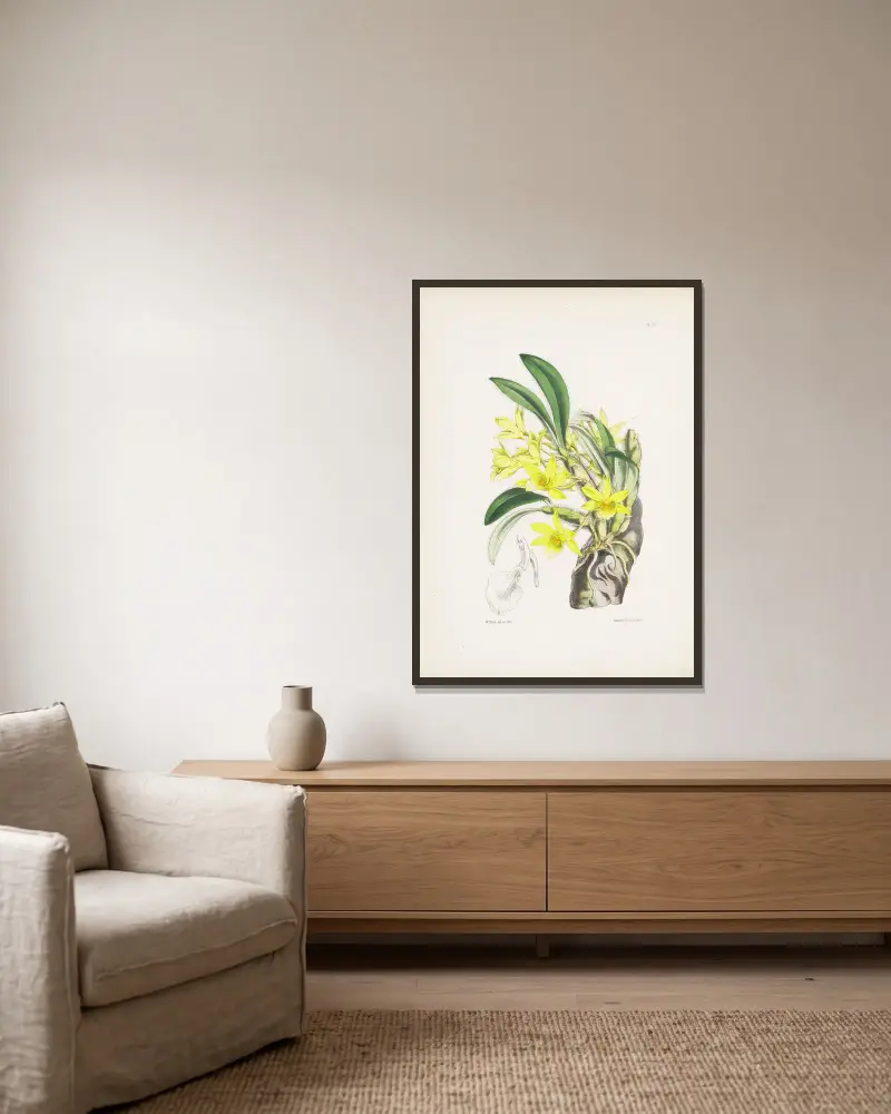Dendrobium senile, James Bateman w ramie na ścianie