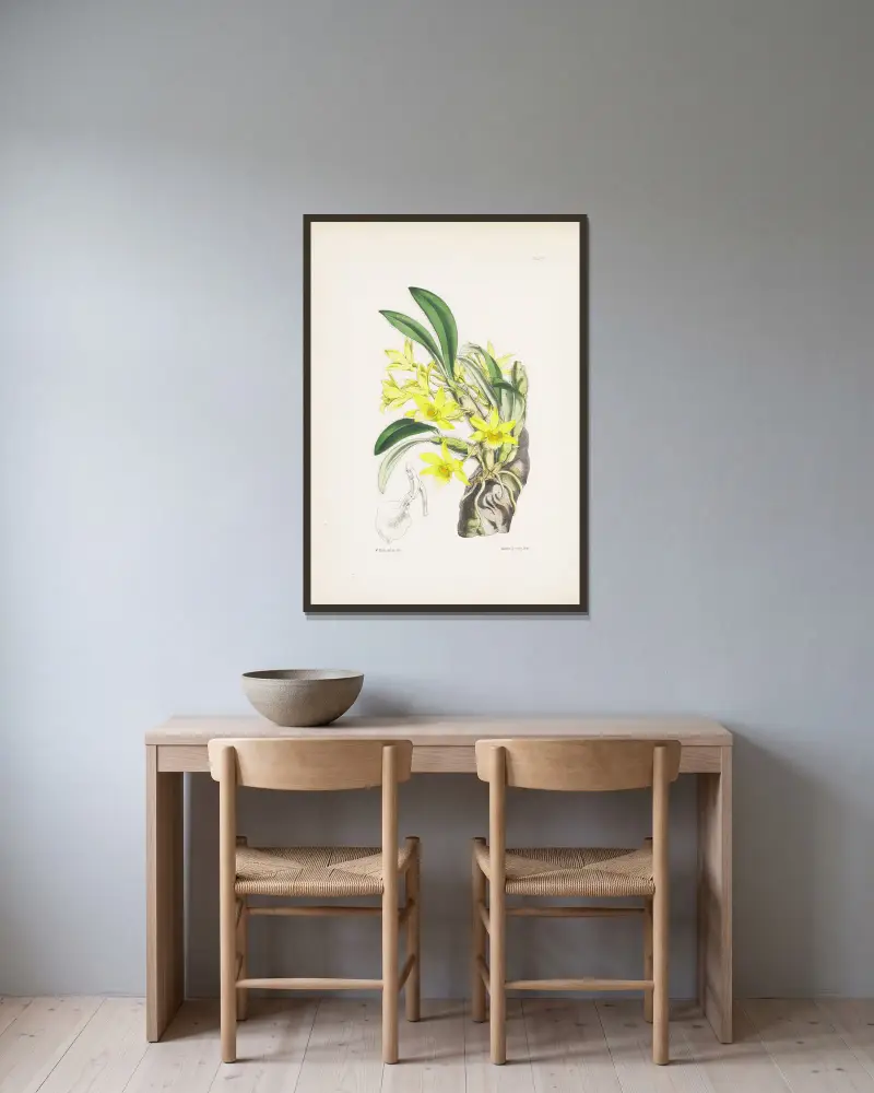 Dendrobium senile, James Bateman w ramie na ścianie