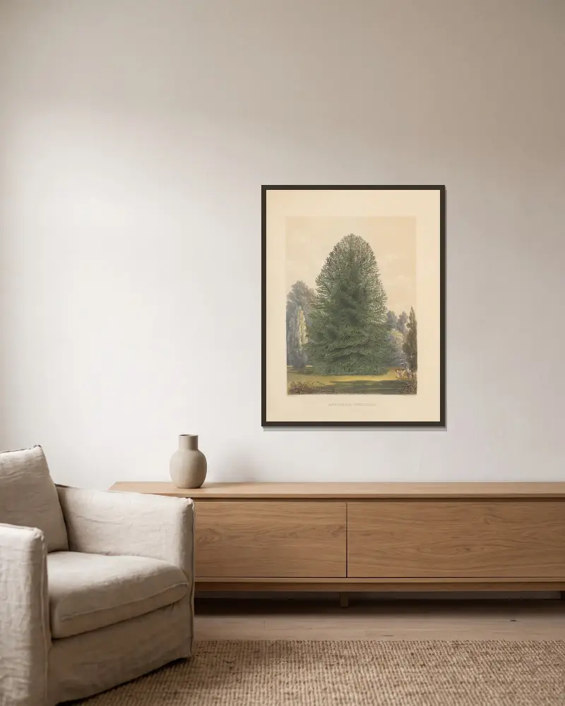 Araucaria imbricata, 1884 – Nr. 2 von Edward James Ravenscroft gerahmt an einer Wand