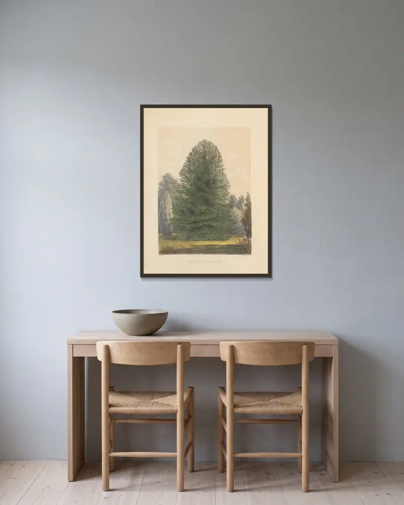 Araucaria imbricata, 1884 – Nr. 2 von Edward James Ravenscroft gerahmt an einer Wand
