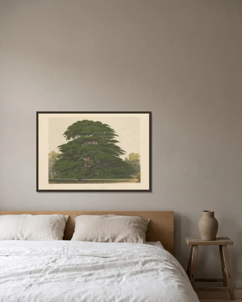 Cedrus libani, 1884 – nr 2 av Edward James Ravenscroft inramad på en vägg