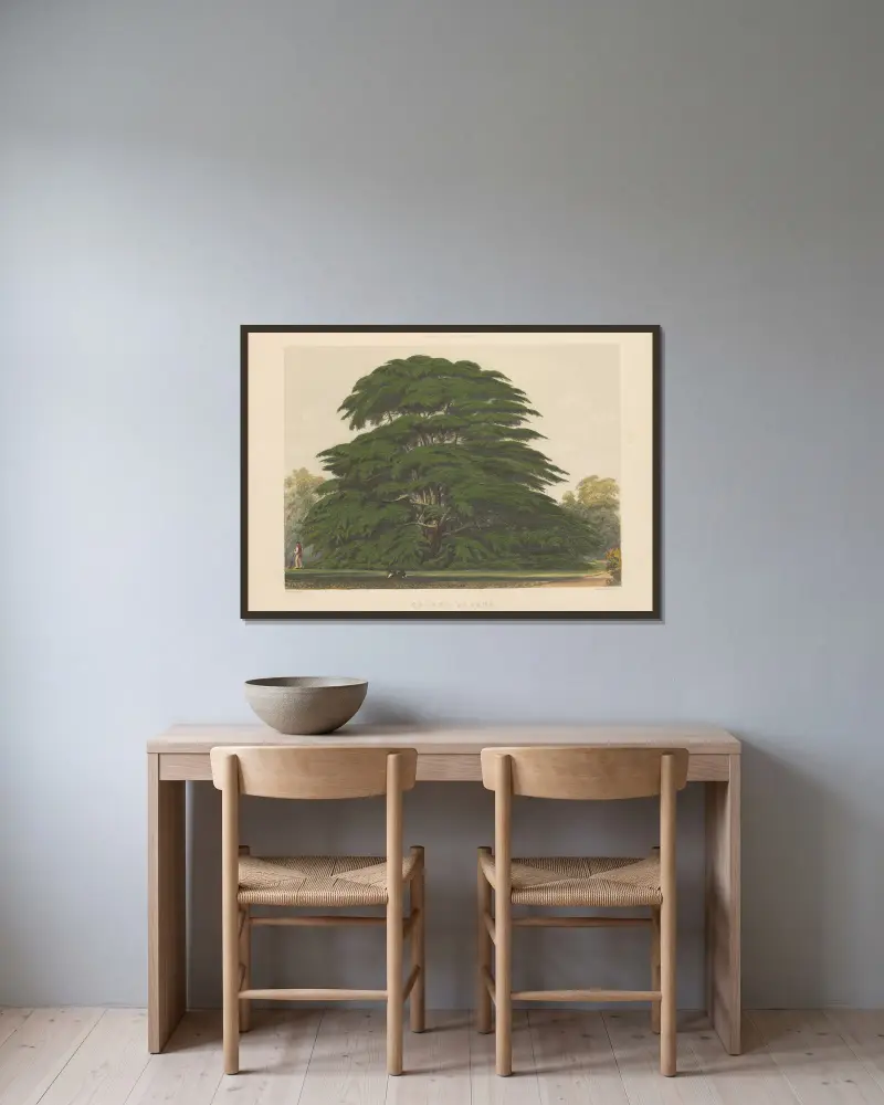 Cedrus libani, 1884 – nr 2 av Edward James Ravenscroft inramad på en vägg