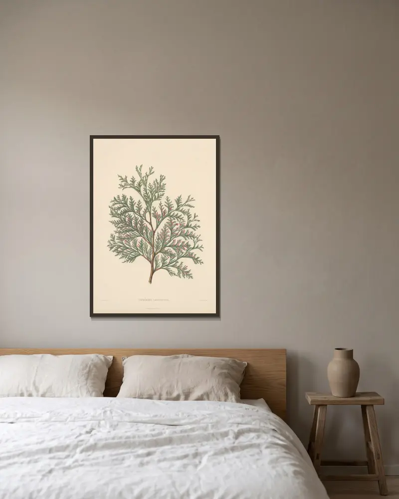 Cupressus Lawsoniana von Edward James Ravenscroft gerahmt an einer Wand