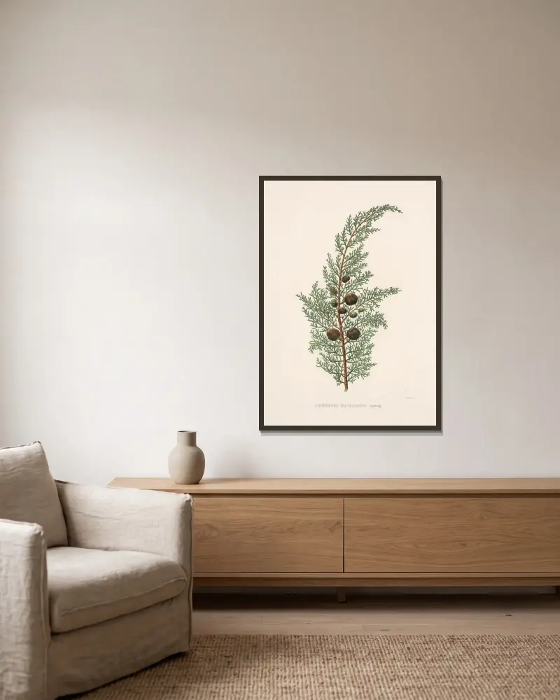 Cupressus macrocarpa von Edward James Ravenscroft gerahmt an einer Wand
