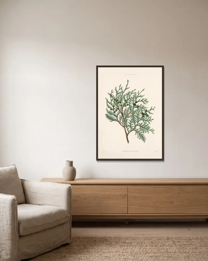 Cupressus nutkaensis von Edward James Ravenscroft gerahmt an einer Wand