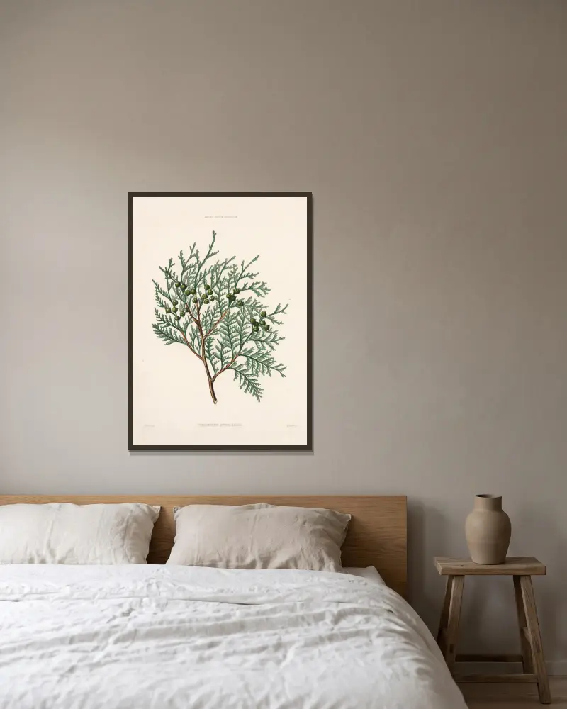 Cupressus nutkaensis von Edward James Ravenscroft gerahmt an einer Wand