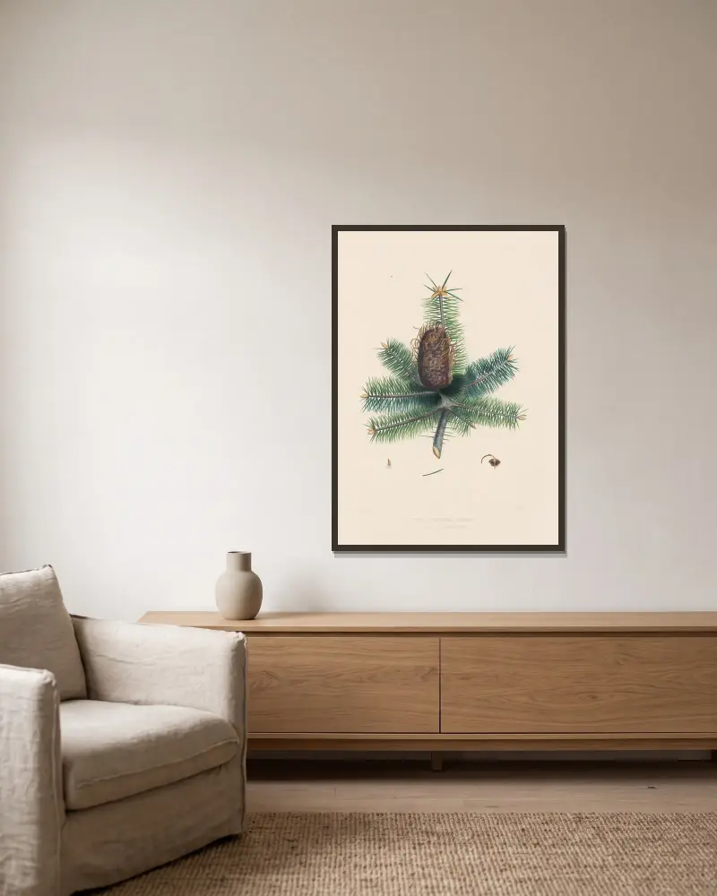Picea bracteata, Edward James Ravenscroft w ramie na ścianie