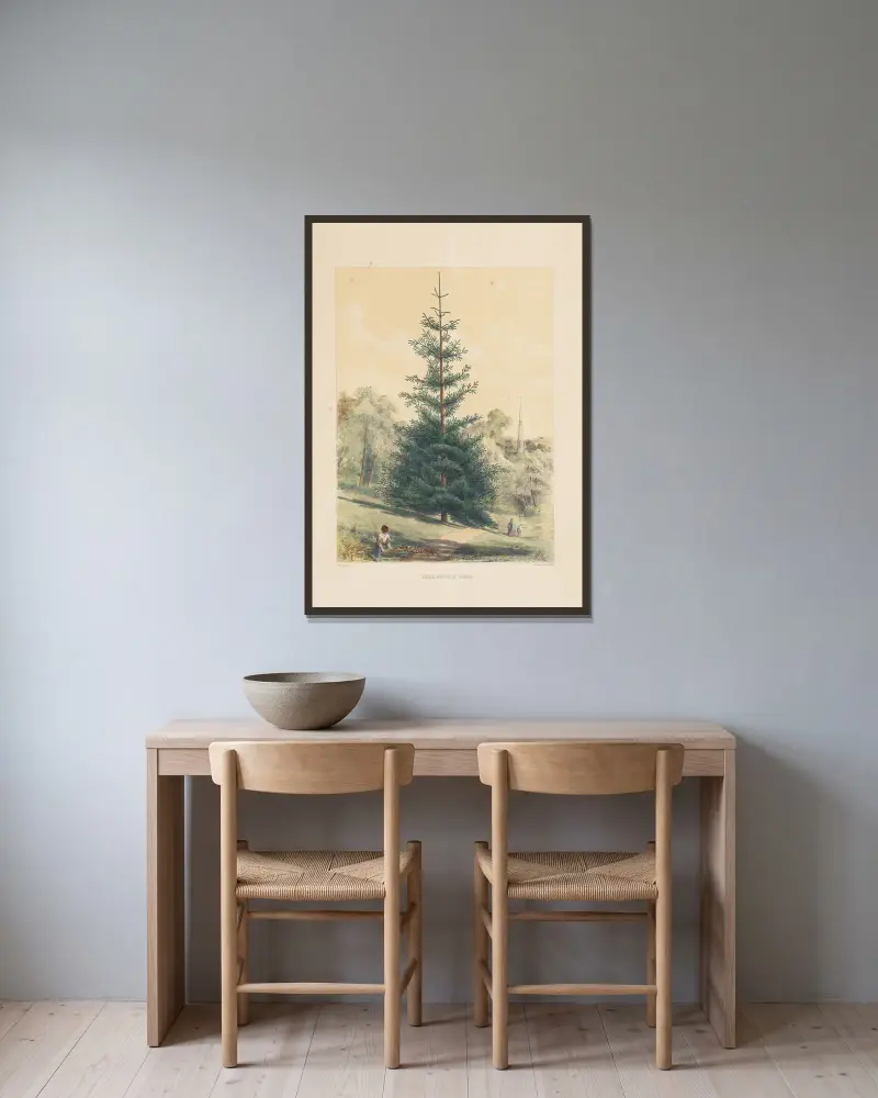 Picea nobilis, 1884 – nr 2 av Edward James Ravenscroft inramad på en vägg